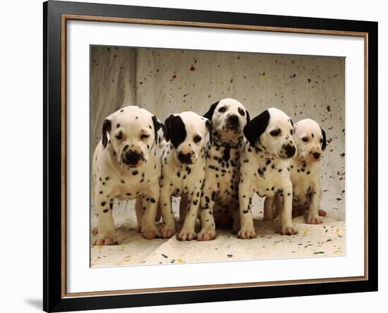 Dalmatian Puppies-Dennis Degnan-Framed Photographic Print