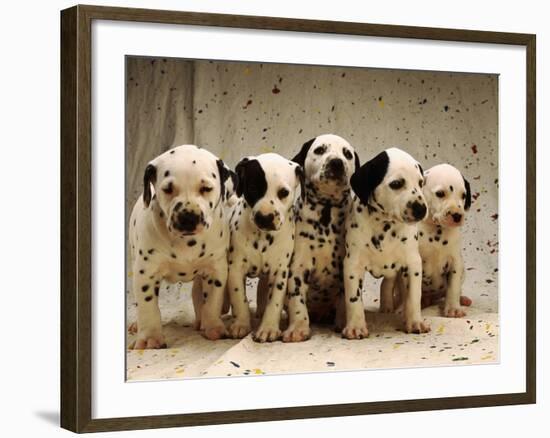 Dalmatian Puppies-Dennis Degnan-Framed Photographic Print