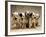 Dalmatian Puppies-Dennis Degnan-Framed Photographic Print