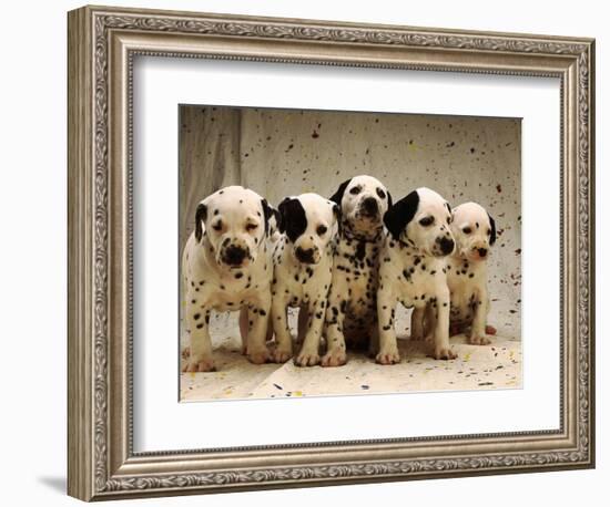 Dalmatian Puppies-Dennis Degnan-Framed Photographic Print