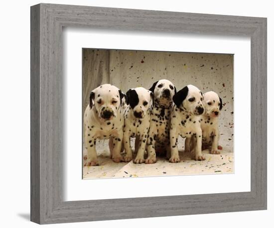 Dalmatian Puppies-Dennis Degnan-Framed Photographic Print