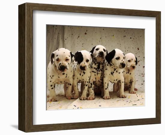 Dalmatian Puppies-Dennis Degnan-Framed Photographic Print