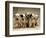 Dalmatian Puppies-Dennis Degnan-Framed Photographic Print