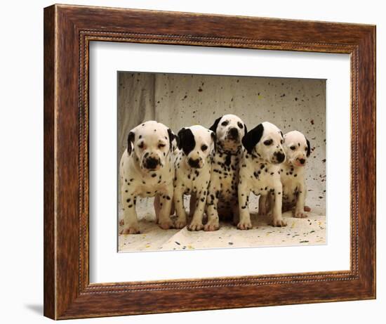 Dalmatian Puppies-Dennis Degnan-Framed Photographic Print