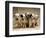 Dalmatian Puppies-Dennis Degnan-Framed Photographic Print