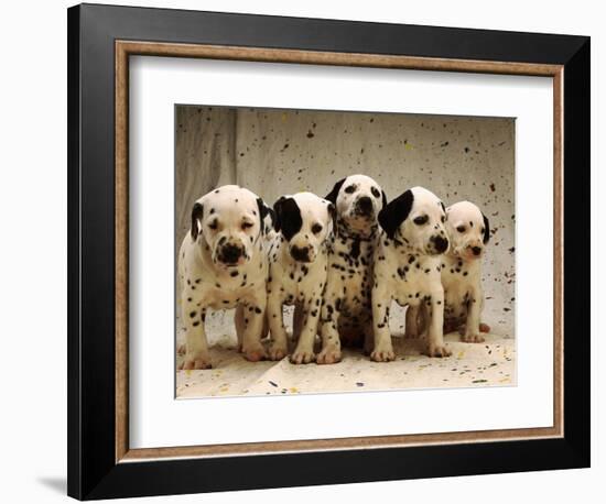 Dalmatian Puppies-Dennis Degnan-Framed Photographic Print