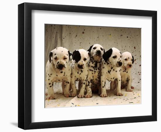 Dalmatian Puppies-Dennis Degnan-Framed Photographic Print