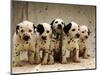 Dalmatian Puppies-Dennis Degnan-Mounted Photographic Print