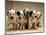 Dalmatian Puppies-Dennis Degnan-Mounted Photographic Print