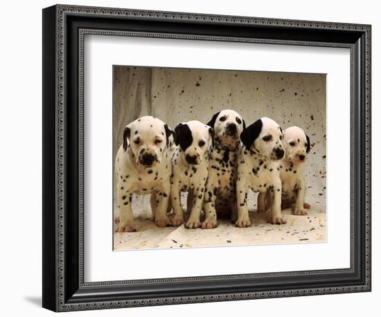 Dalmatian Puppies-Dennis Degnan-Framed Photographic Print