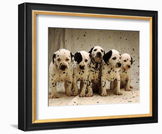 Dalmatian Puppies-Dennis Degnan-Framed Photographic Print