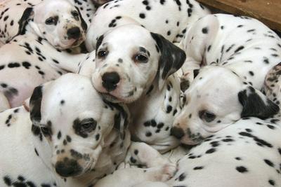 Dalmatian puppies deals