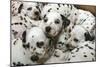 Dalmatian Puppies-Peter Thompson-Mounted Photographic Print