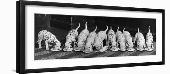 Dalmatian Puppy Peeps Over a Large Wicker Baske, February 1960-null-Framed Photographic Print