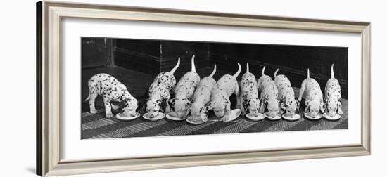Dalmatian Puppy Peeps Over a Large Wicker Baske, February 1960-null-Framed Photographic Print