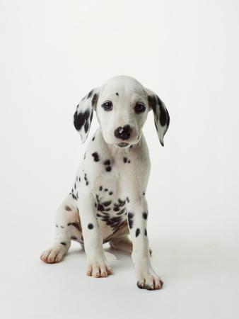 Dalmatian puppies 2024