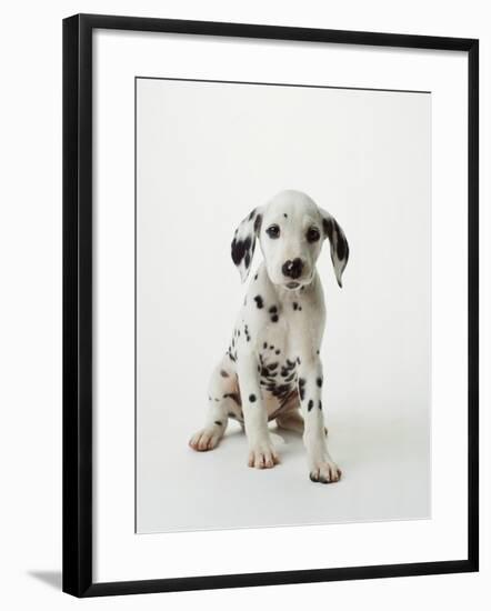 Dalmatian Puppy-Don Mason-Framed Photographic Print