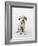 Dalmatian Puppy-Don Mason-Framed Photographic Print