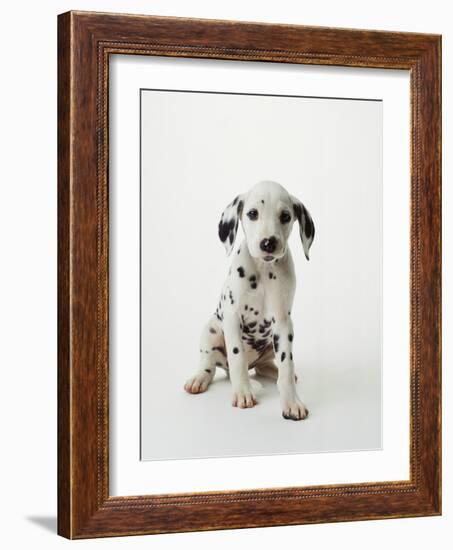 Dalmatian Puppy-Don Mason-Framed Photographic Print