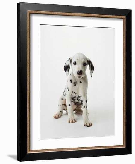 Dalmatian Puppy-Don Mason-Framed Photographic Print