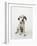 Dalmatian Puppy-Don Mason-Framed Photographic Print