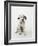 Dalmatian Puppy-Don Mason-Framed Photographic Print