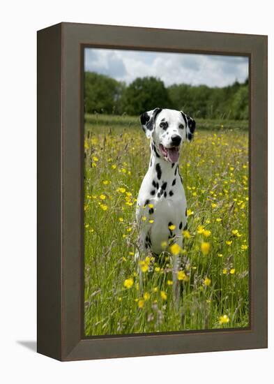 Dalmatian Sitting in Buttercup Field-null-Framed Premier Image Canvas