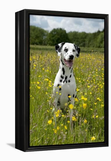 Dalmatian Sitting in Buttercup Field-null-Framed Premier Image Canvas