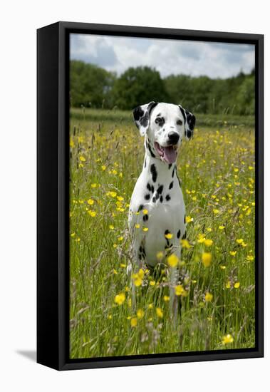 Dalmatian Sitting in Buttercup Field-null-Framed Premier Image Canvas