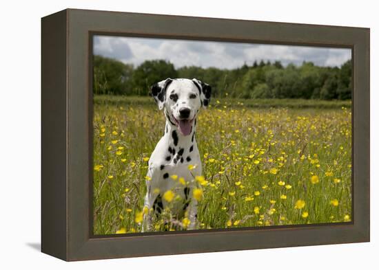 Dalmatian Sitting in Buttercup Field-null-Framed Premier Image Canvas