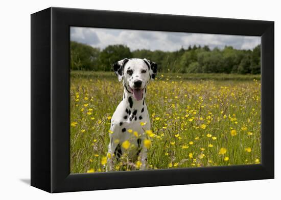 Dalmatian Sitting in Buttercup Field-null-Framed Premier Image Canvas