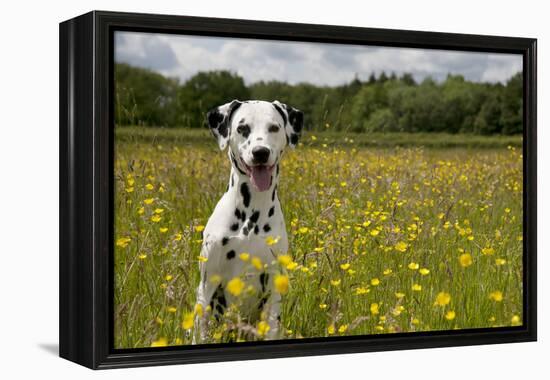 Dalmatian Sitting in Buttercup Field-null-Framed Premier Image Canvas