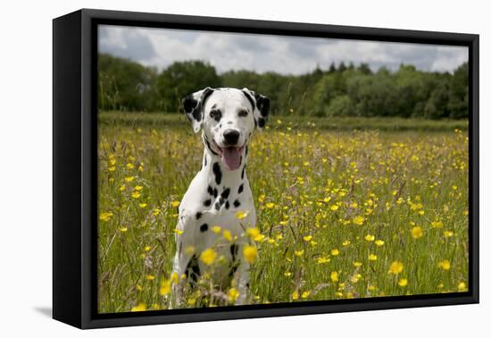 Dalmatian Sitting in Buttercup Field-null-Framed Premier Image Canvas