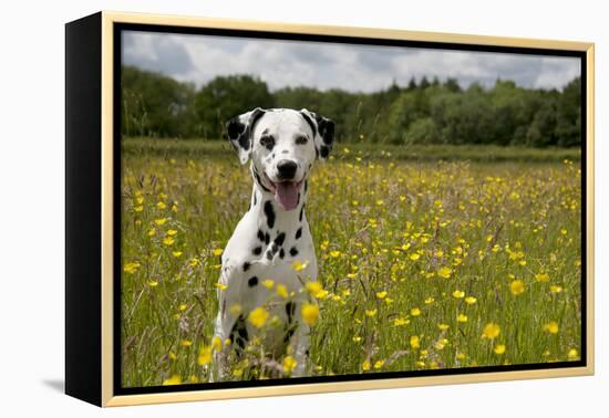 Dalmatian Sitting in Buttercup Field-null-Framed Premier Image Canvas