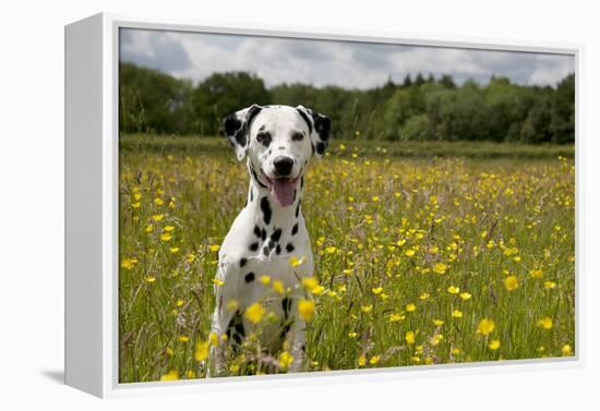 Dalmatian Sitting in Buttercup Field-null-Framed Premier Image Canvas
