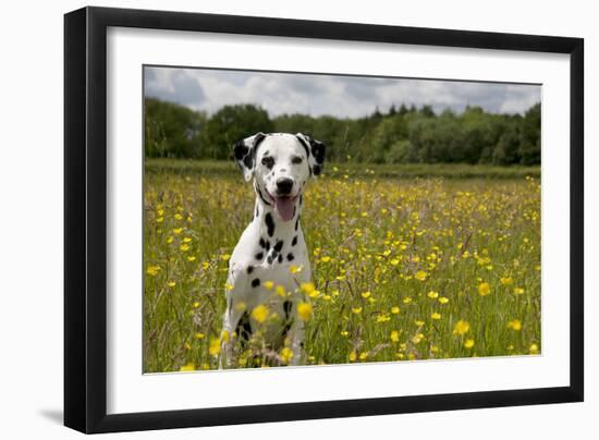 Dalmatian Sitting in Buttercup Field-null-Framed Photographic Print