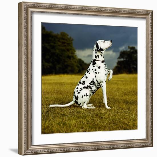 Dalmatian Sitting with Paw Up-Sally Anne Thompson-Framed Photographic Print