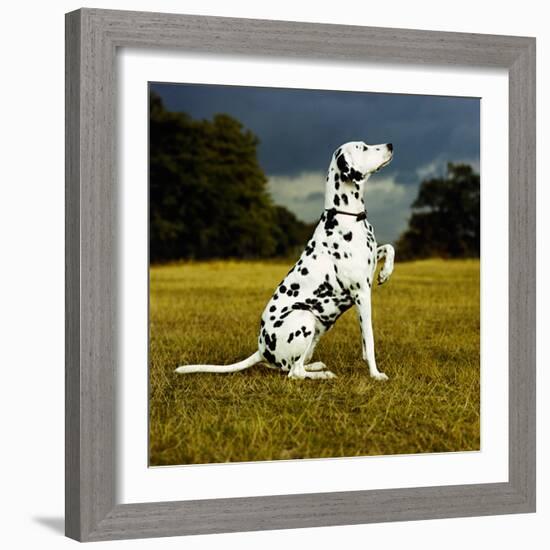 Dalmatian Sitting with Paw Up-Sally Anne Thompson-Framed Photographic Print