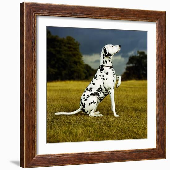 Dalmatian Sitting with Paw Up-Sally Anne Thompson-Framed Photographic Print