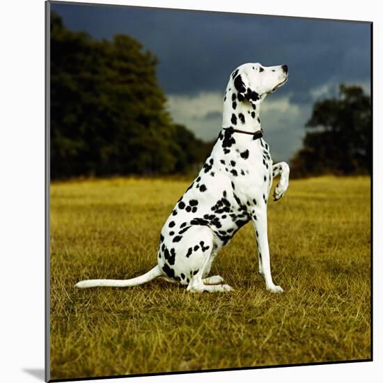 Dalmatian Sitting with Paw Up-Sally Anne Thompson-Mounted Photographic Print