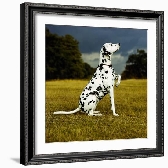 Dalmatian Sitting with Paw Up-Sally Anne Thompson-Framed Photographic Print