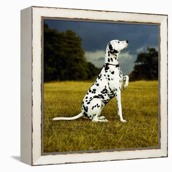 Dalmatian Sitting with Paw Up-Sally Anne Thompson-Framed Premier Image Canvas