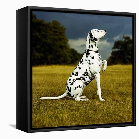 Dalmatian Sitting with Paw Up-Sally Anne Thompson-Framed Premier Image Canvas