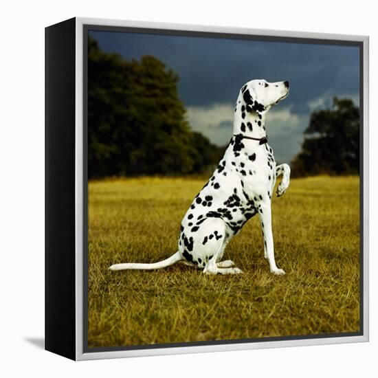 Dalmatian Sitting with Paw Up-Sally Anne Thompson-Framed Premier Image Canvas