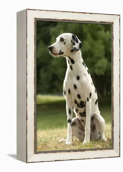 Dalmatian Sitting-null-Framed Premier Image Canvas