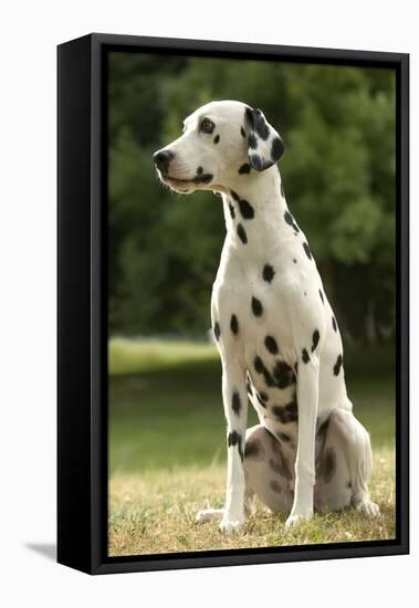 Dalmatian Sitting-null-Framed Premier Image Canvas