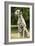 Dalmatian Sitting-null-Framed Photographic Print