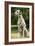 Dalmatian Sitting-null-Framed Photographic Print