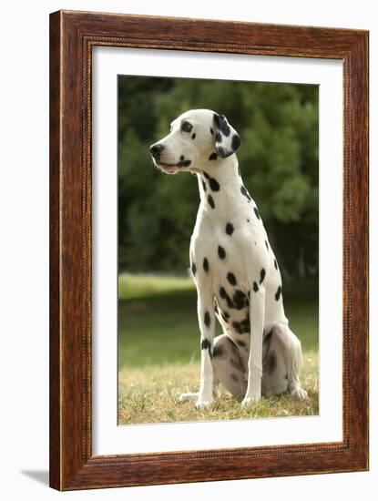 Dalmatian Sitting-null-Framed Photographic Print