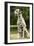 Dalmatian Sitting-null-Framed Photographic Print